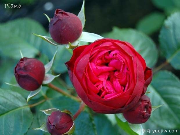 钢琴月季(图3) 钢琴月季/红钢琴月季(图3)