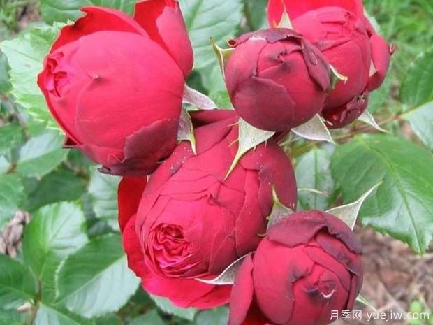 钢琴月季(图4) 钢琴月季/红钢琴月季(图4)