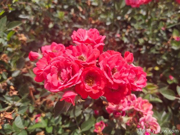 红科斯特月季/红柯斯特月季(图2) 红柯斯特月季/红科斯特月季(图2)