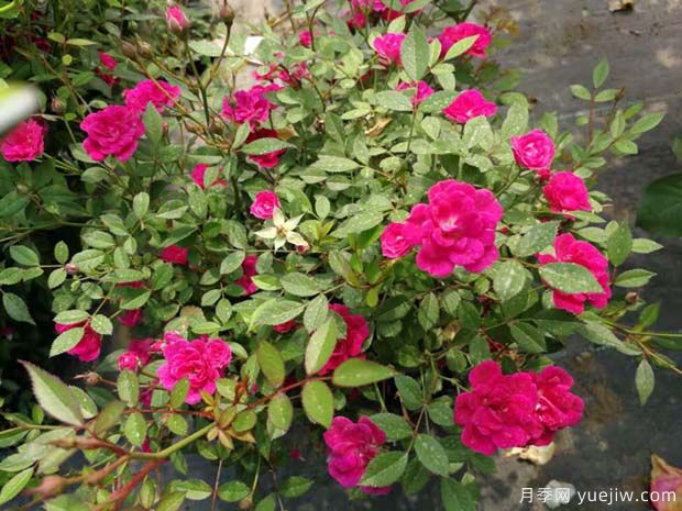 紫色时代月季/紫咲月季(图3)