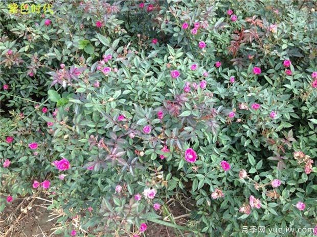 紫色时代月季/紫咲月季(图4)