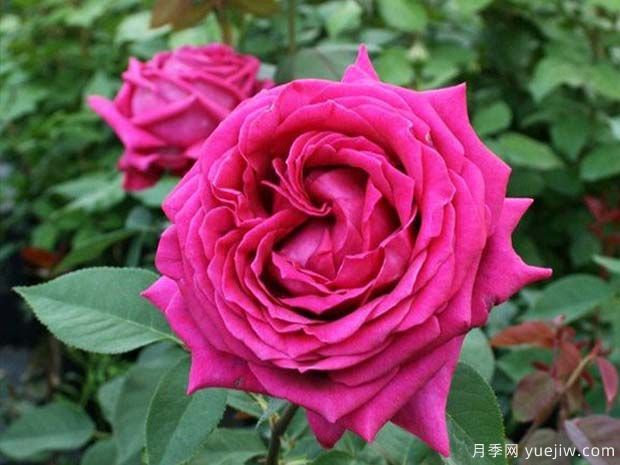 悠久的约定月季(图2)