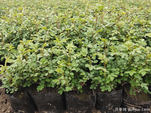 月季小苗一年长成大苗有教程学习(图1)