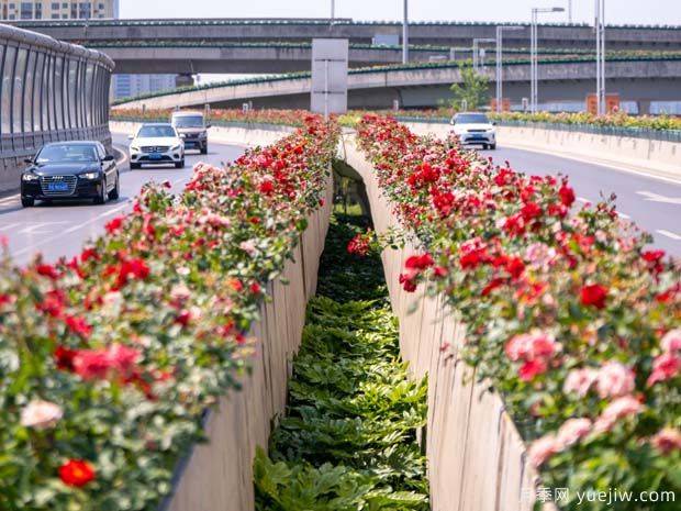 郑州月季花路，生态廊道彩绘绿都花季(图1)