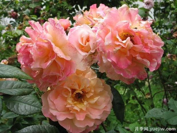 奥古斯塔路易斯月季(图2)