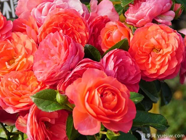 香奈儿阳台月季(图2)