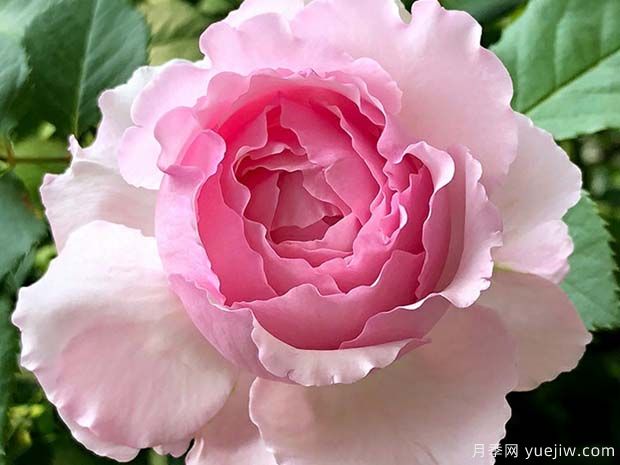 伊芙马蒂诺风琴月季/奥尔冈蒂诺(图1)