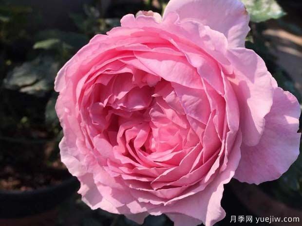 伊芙马蒂诺风琴月季/奥尔冈蒂诺(图2)