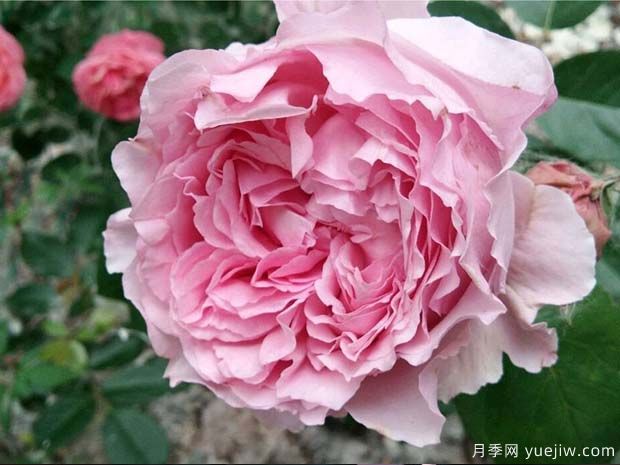 伊芙马蒂诺风琴月季/奥尔冈蒂诺(图3)