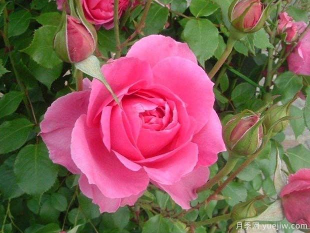 粉红女郎月季(图1) 粉红女郎月季(图1)