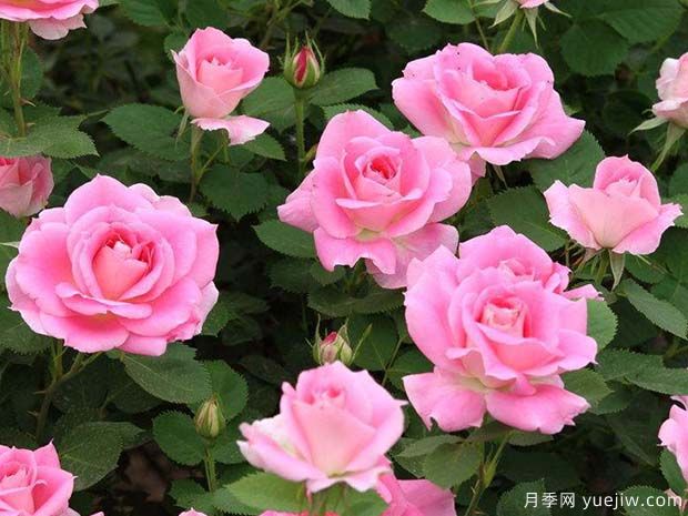 粉红女郎月季(图2) 粉红女郎月季(图2)