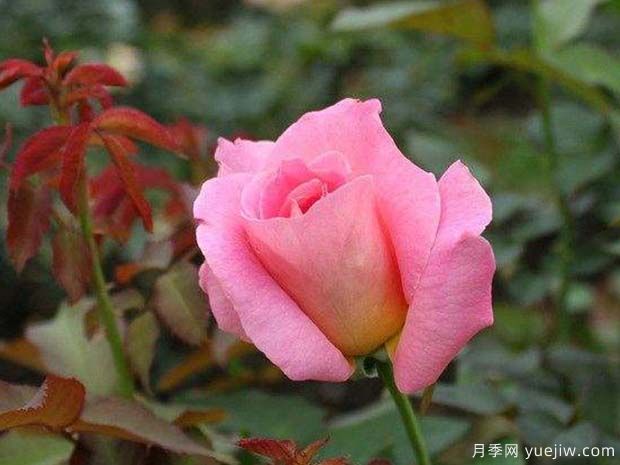 粉红女郎月季(图3) 粉红女郎月季(图3)