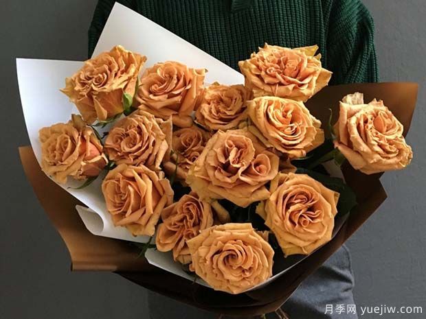 太妃糖月季/摩卡(图3)