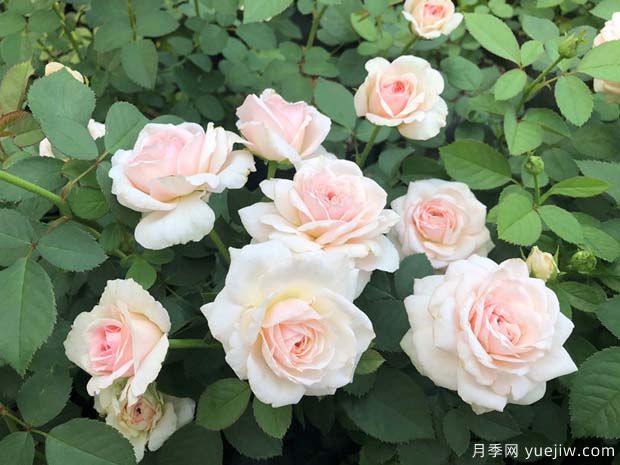 草莓奶昔月季(图3)