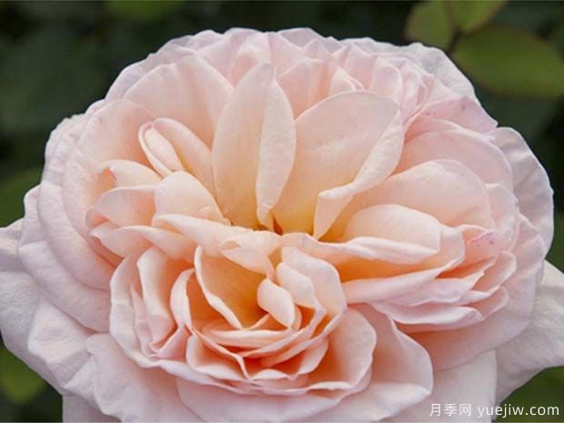 百丽浪漫月季(图2) 百丽浪漫月季/浪漫丽人月季(图3)