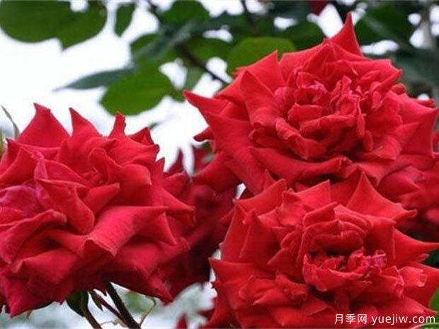 瓦尔特大叔月季(图4) 瓦尔特大叔月季(图4)