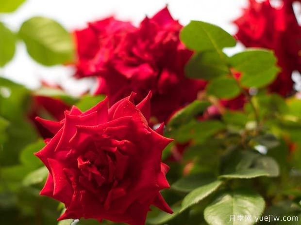 瓦尔特大叔月季(图5) 瓦尔特大叔月季(图5)