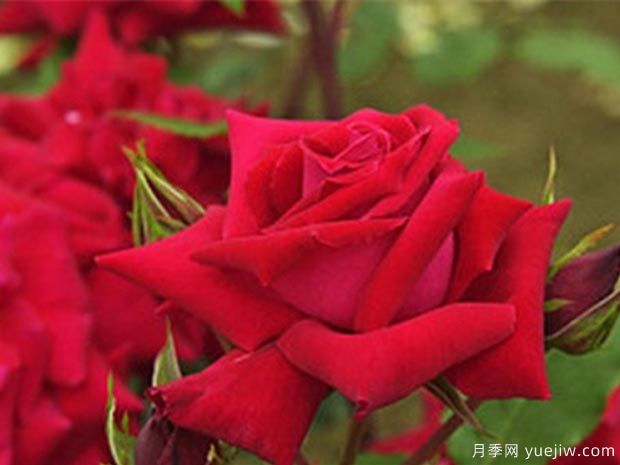 瓦尔特大叔月季(图1) 瓦尔特大叔月季(图1)