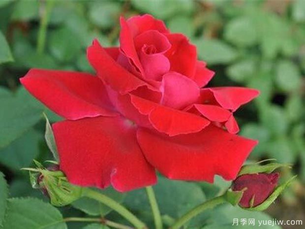 瓦尔特大叔月季(图2) 瓦尔特大叔月季(图2)