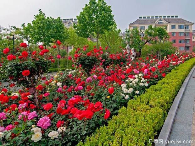 潍坊月季市花文化和景观图集(图3)