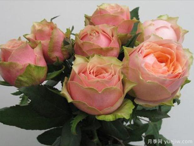 艾温妮月季/教父月季(图2) 艾温妮月季/教父月季(图2)