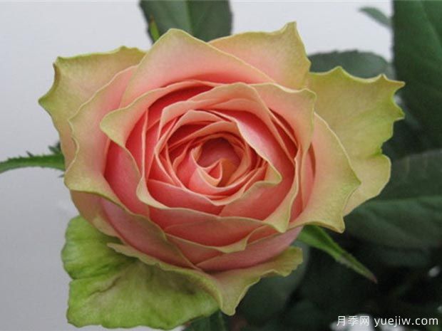 艾温妮月季/教父月季(图1) 艾温妮月季/教父月季(图1)