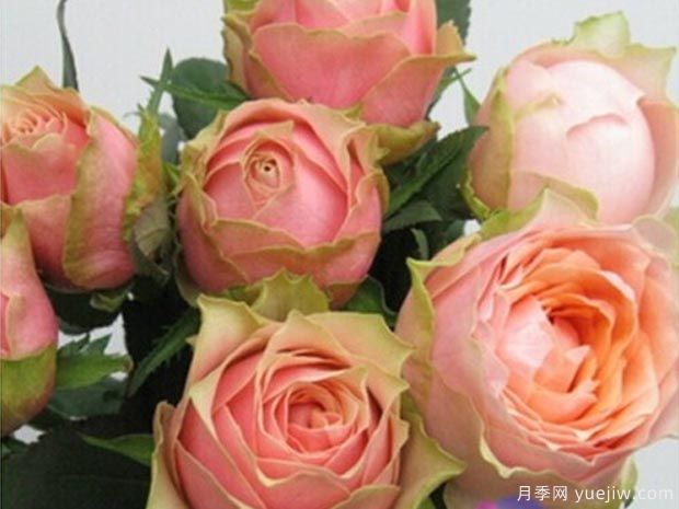 艾温妮月季/教父月季(图3) 艾温妮月季/教父月季(图3)