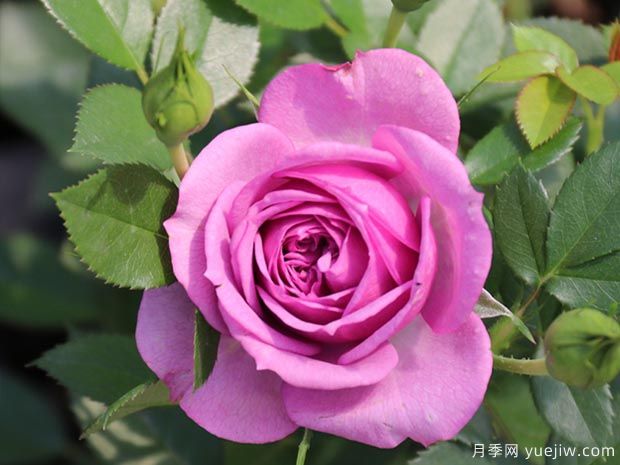 薰衣草门廊月季/紫色花环月季(图1) 薰衣草门廊月季/紫色花环/薰衣草阳台/薰衣草花环(图1)