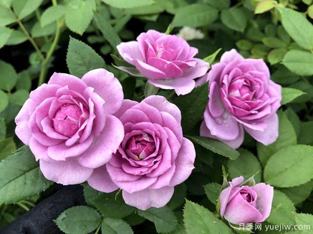 薰衣草门廊月季/紫色花环月季(图2) 薰衣草门廊月季/紫色花环/薰衣草阳台/薰衣草花环(图2)