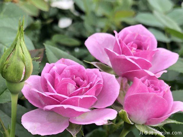 薰衣草门廊月季/紫色花环月季(图3) 薰衣草门廊月季/紫色花环/薰衣草阳台/薰衣草花环(图4)