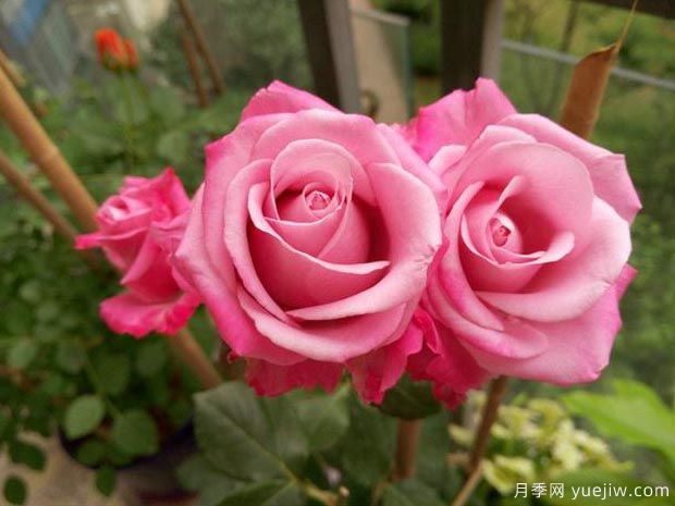 魅影月季/深层水月季(图2)