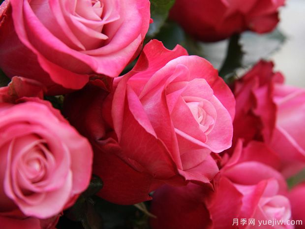 魅影月季/深层水月季(图1)