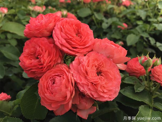 珊瑚宝石尤物月季(图2) 珊瑚宝石尤物月季(图2)