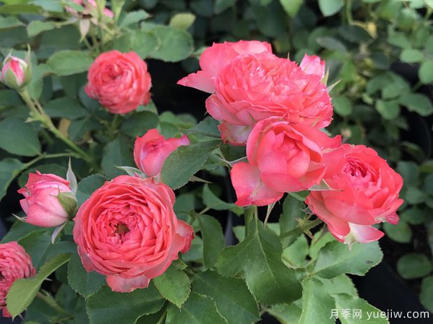 珊瑚宝石尤物月季(图1) 珊瑚宝石尤物月季(图1)