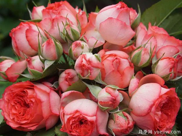 珊瑚宝石尤物月季(图3) 珊瑚宝石尤物月季(图3)