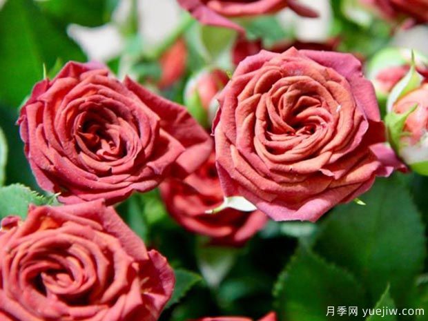 巧克力泡泡月季(图1)