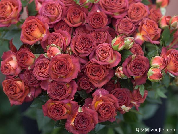 巧克力泡泡月季(图2)