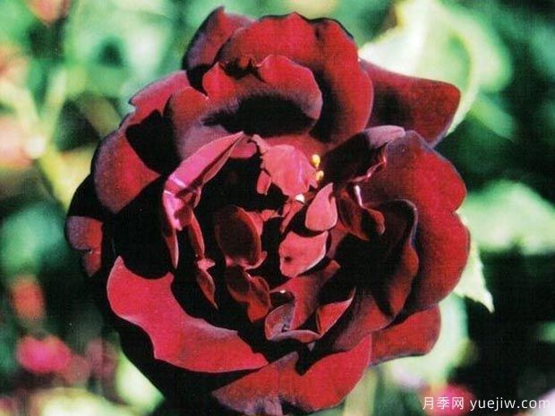 路易十四月季(图1) 路易十四月季(图1)