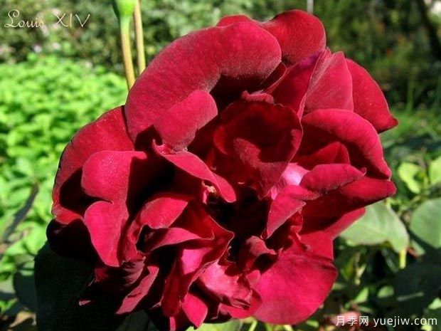 路易十四月季(图2) 路易十四月季(图2)