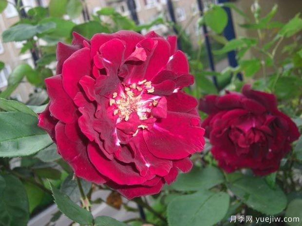 路易十四月季(图3) 路易十四月季(图3)