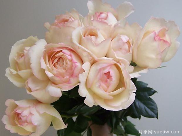 奶油伊芙伯爵月季(图1)
