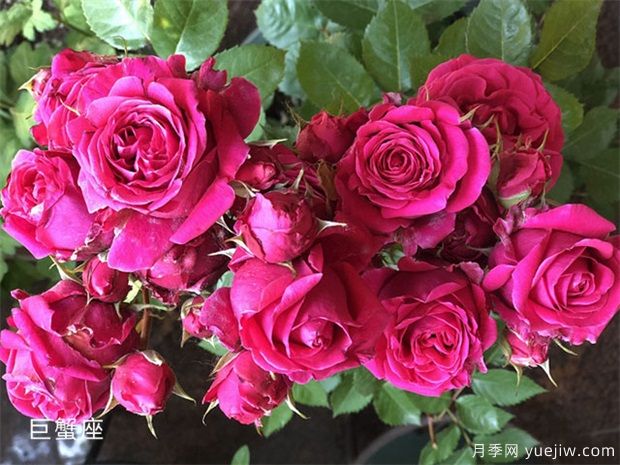 巨蟹座月季/巨蟹座阳台月季(图1)