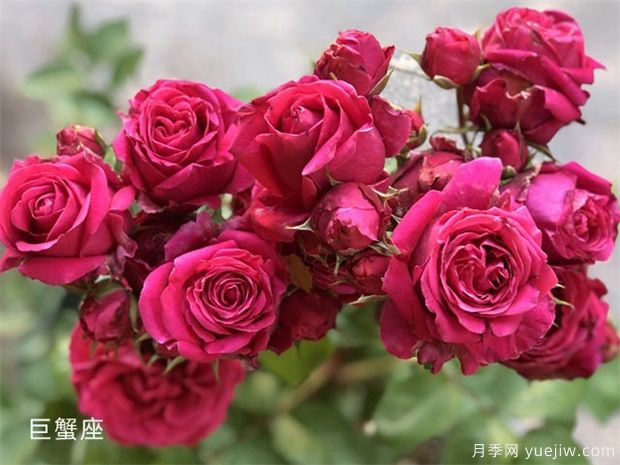 巨蟹座月季/巨蟹座阳台月季(图2)