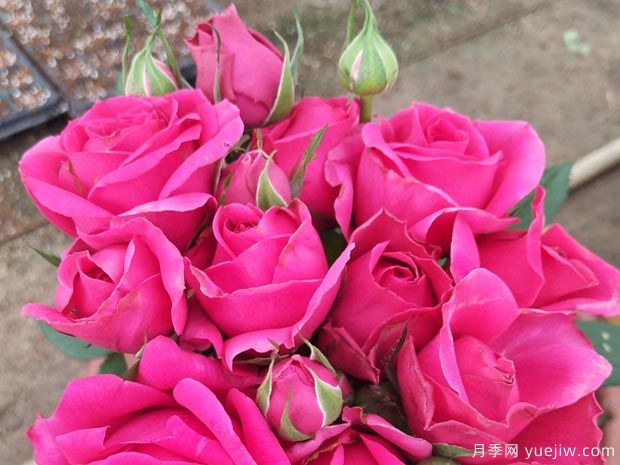 巨蟹座月季/巨蟹座阳台月季(图3)