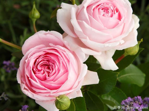 仙女泉月季/波浪月季(图1) 仙女泉月季/波浪月季(图1)