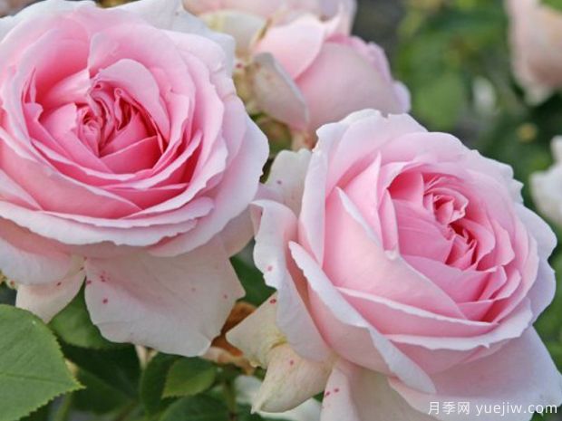 仙女泉月季/波浪月季(图2) 仙女泉月季/波浪月季(图2)