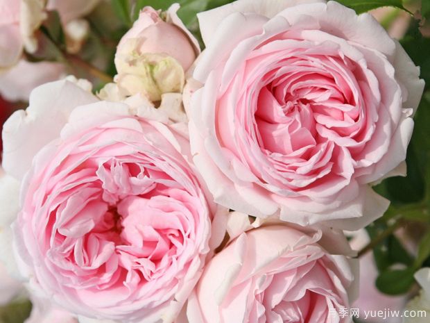仙女泉月季/波浪月季(图3) 仙女泉月季/波浪月季(图3)