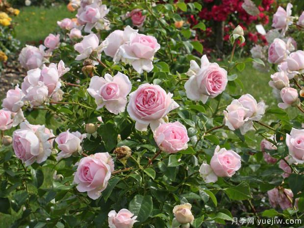 仙女泉月季/波浪月季(图4) 仙女泉月季/波浪月季(图4)