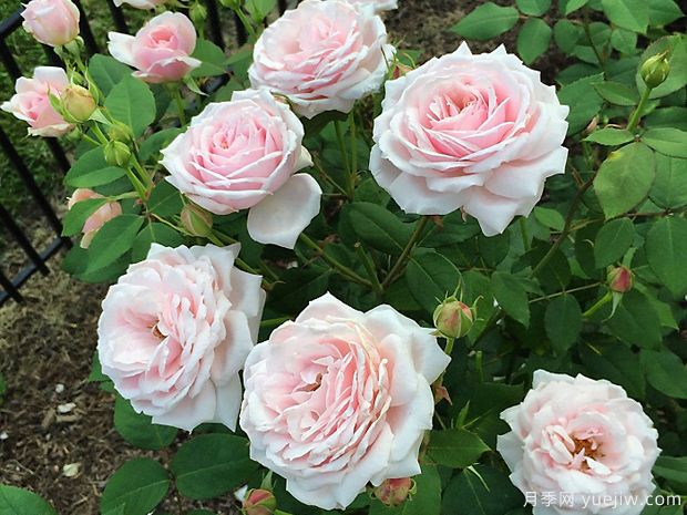 园艺王子月季/弗朗西斯梅昂/法兰西斯(图5)