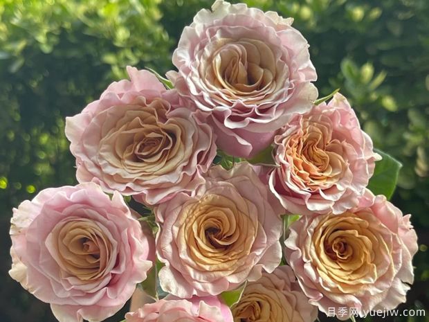 玛贝拉月季/猛犸/旧时光(图1)